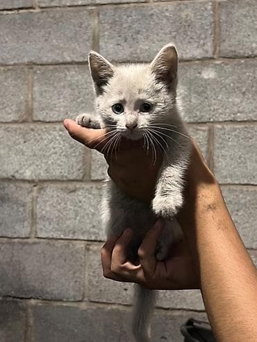 фри пир: Котята- 3-4 месяца, зубы присутствуют, 3белых и 1 черная, пол-2муж; — 9