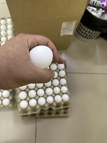 голуби ош: #Бишкек — 3