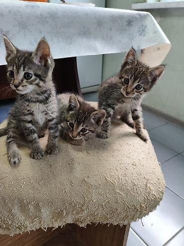 манчкин котенок: Кошка даром: Беспородная, Мальчик — 5