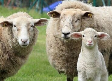 животные на продажу: Кой эчки жылкы соебуз — 1