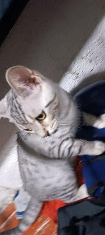 серые кошки фото: Порода/тип: короткошёрстный котёнок с серебристым окрасом (пятна и — 2