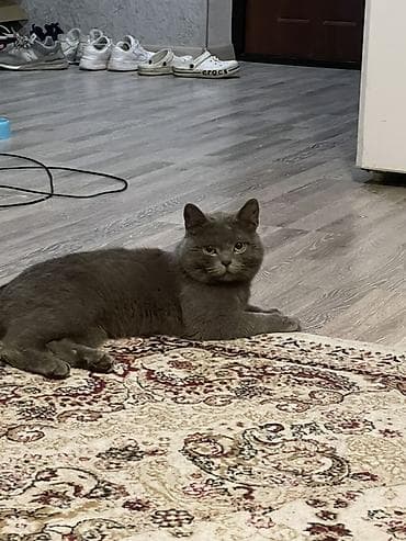 Балдар килемдери жана килемчелери: Килем — 1