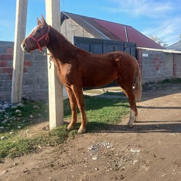 дакан тюляк: Продаю | Жеребец | Дончак | Рабочий | Осеменитель — 2