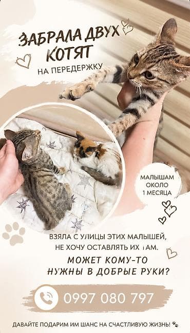Котята ищут любящую семью🫶🏻 - Возраст: примерно 1-2месяца Девочка и at lalafo.kg Котята ищут любящую семью🫶🏻 - Возраст: примерно 1-2месяца Девочка и