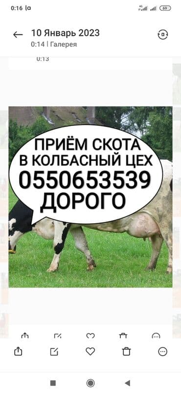 рыбы для аквариума: Куплю | Лошади, кони, Коровы, быки, Другие с/х животные | Круглосуточно, Любое состояние, Забитый — 1