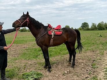 Продаю | Жеребец | Рабочий