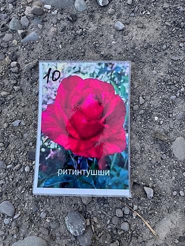 саженцы кочот: Саженцы Самовывоз, Платная доставка — 9