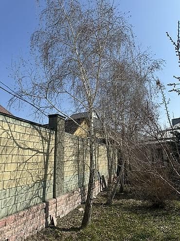 Саженцы at lalafo.kg Саженцы