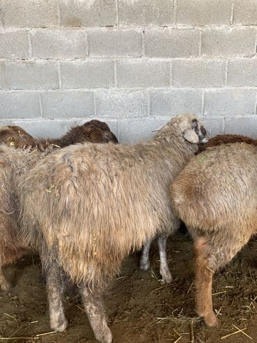 отдам в добрые руки собаку: Продаю | Баран (самец), Овца (самка), Ягненок | Долан, Меринос, Полукровка | Для разведения, Для шерсти, На забой | Кастрированные, Котные, Матка — 2