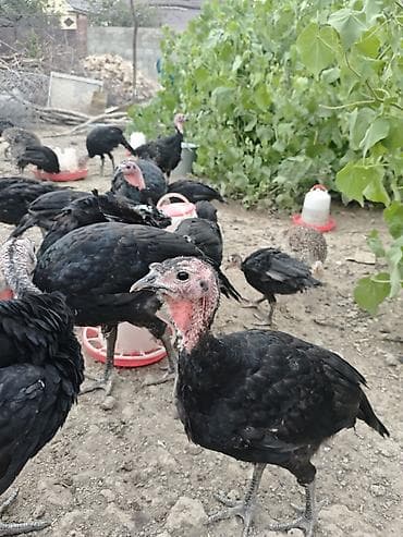 еер токум: Продаю | Индюшата | На забой — 6