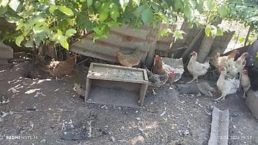 дом животных: Продаю | Куры | Домашняя — 3
