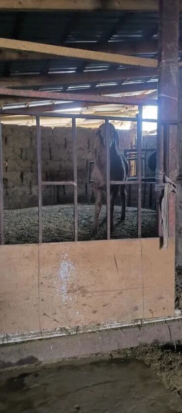 коровы молочной породы купить: Продаю | Баран (самец) | Арашан | Для разведения | Племенные — 11