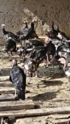 продажа щенков немецкой овчарки с документами в бишкеке: ИНДЮК САТЫЛАТ, Жалал абад шаары Сузак району Благовещенка айылынан — 5