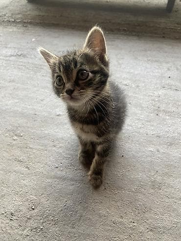 арзан иттер: Мышык бекер берилет: Породасыз, 2 айлык, Ургаачы, Лотокко барууга үйрөтүлгөн — 2