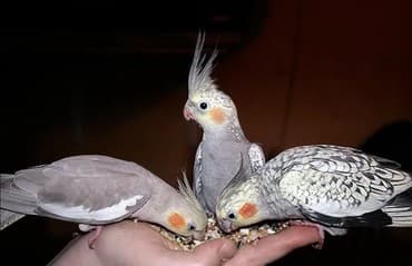 Молодые кареллы для обучения разговору