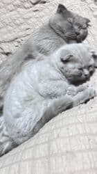 сколько стоят вислоухие коты: Скотиш Фолд (Шотландская вислоухая), 2 месяца, Мальчик, Приучена к лотку, Проглистована — 8