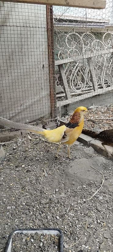 Продам пару лимонных фазанов