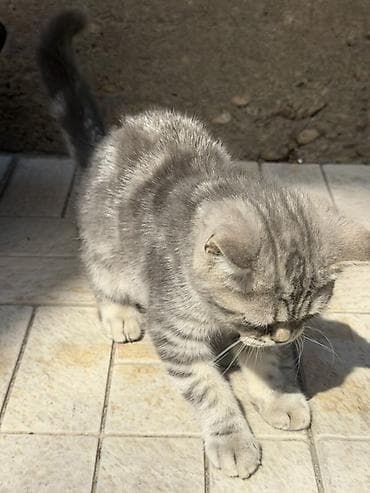 d cat: Котенок, Чистокровный скоттиш страйт окрас серебристая шиншилла — 3
