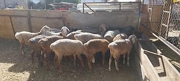 продажа собак в бишкеке: Продаю | Овца (самка) | На забой — 2