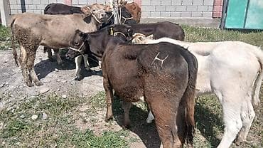 бык бычок: Продаю | Музоо, торпок | На откорм | Привязанные — 1