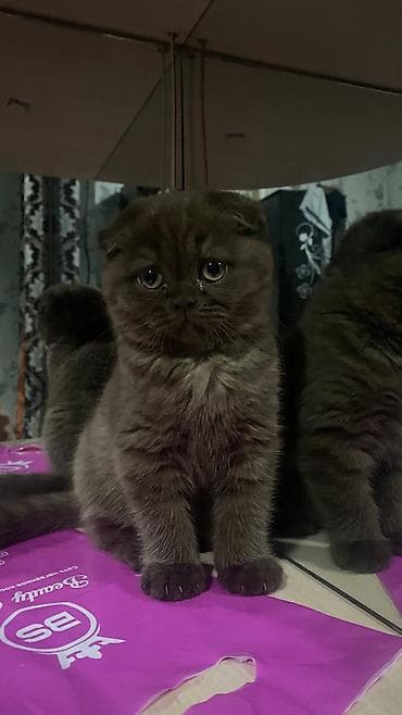 продается кошка: Шотландские котята приучены к лодку-привиты -с паспортом- родословные — 3