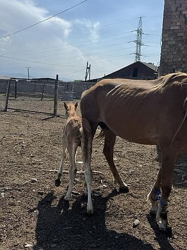 үй жаныбарлары: Сатам | Бээ (ургаачы) | Көбөйтүү үчүн — 10