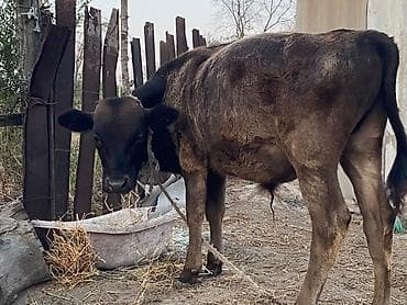 животные кошка: Продаю | Бык (самец) | Привязанные — 2