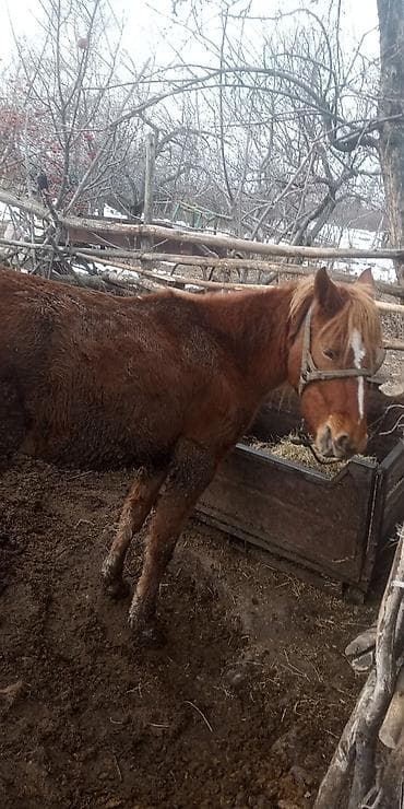 токмок животные: Продам кобылу — 2