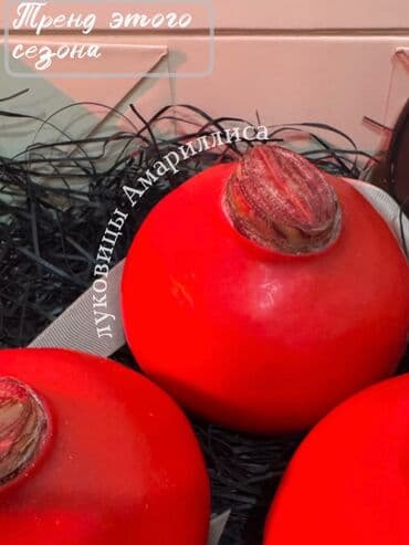 ваза для фруктов: Луковицы Амариллиса — 1