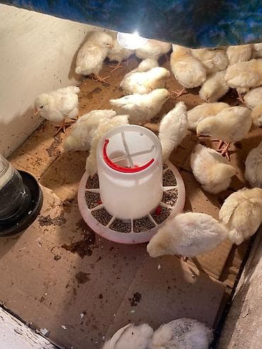 коты бишкек: Сатам | Балапандар | Көбөйтүү үчүн — 2