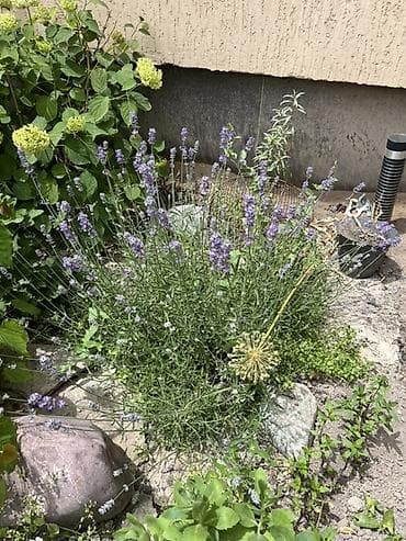 ваза для цветы: Белая и Сиреневая лаванда (Lavandula angustifolia, сорт с белыми — 4