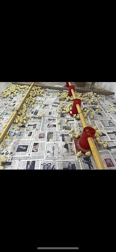 кормушки для кур: Линия автоматической кормо‑ и поилочной раздачи для птицы — 6