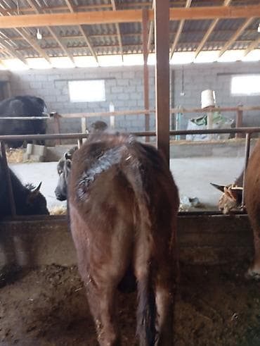 купить телят: Продаю | Бык (самец) | Полукровка | На откорм | Привязанные — 4