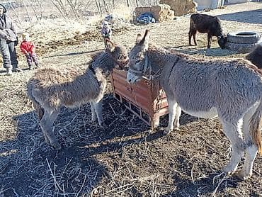 саломы: Домашние ослы (пара) - Два серых осла, компактного роста, шерстные, с — 3
