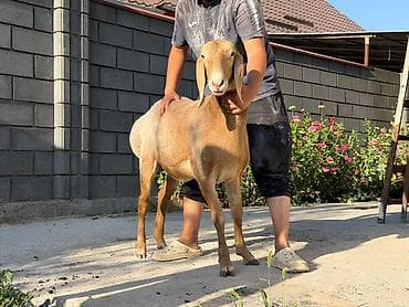 цена собаки корги: Продаю | Ягненок | Арашан — 2