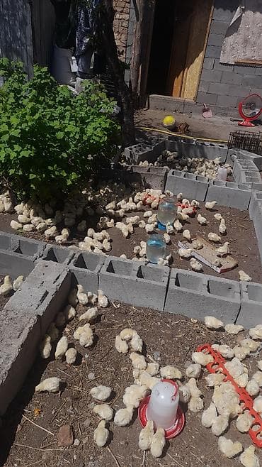 сокол птица цена: Продаю | Цыплята | Бройлерная | На забой — 6