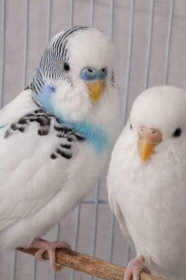 болезни попугаев волнистых: Волнистые попугаи с клеткой. Состав набора: - Пара волнистых — 1