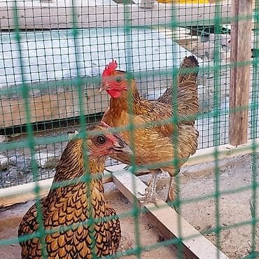 кохинхин карликовый: Продаю | Куры | Для разведения — 3