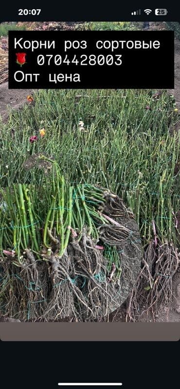 купить садовую тележку: Саженцы цветка: Розы — 1