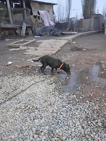 ветеринар вызов дом в бишкеке: Продаю порода ягдтерьер кабель — 2