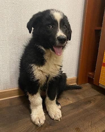 Үй жаныбарлары: Ит бекер берилет: Колли, 3 айлык, Эркек, Эмделген — 1