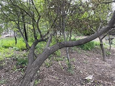 куры бройлеры: Дрова — 4