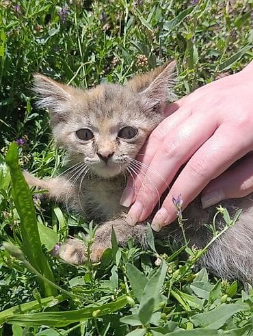 кошка пушистая: Девочка, Приучена к лотку — 2