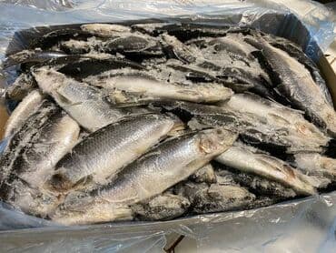 толстолоб оптом: Замороженный, До 1 кг, Бесплатная доставка, Самовывоз, Платная доставка — 5