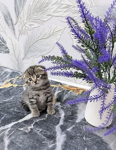 миниатюрные кошки: Шотландский вислоухий котёнок (Scottish Fold) - Полосатый окрас — 2