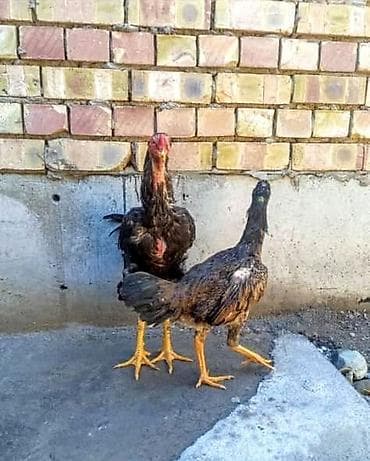 арашан ко: Сатам | Тооктор | Тебиштирүүчү | Көбөйтүү үчүн — 3