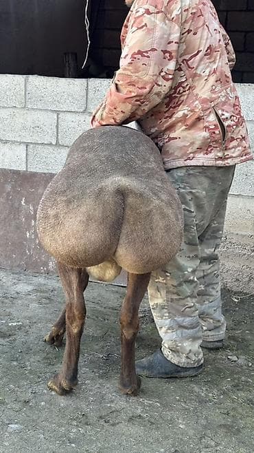 тай чика: Продаю | Баран (самец) | Арашан — 5