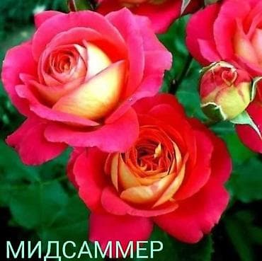 махровый: Саженцы — 5