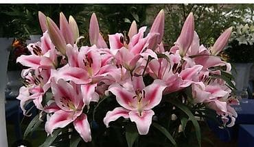 азиаты: Лилии — набор сортов для сада и срезки - Ассортимент: крупноцветковые — 2