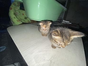 Мальчик at lalafo.kg Мальчик